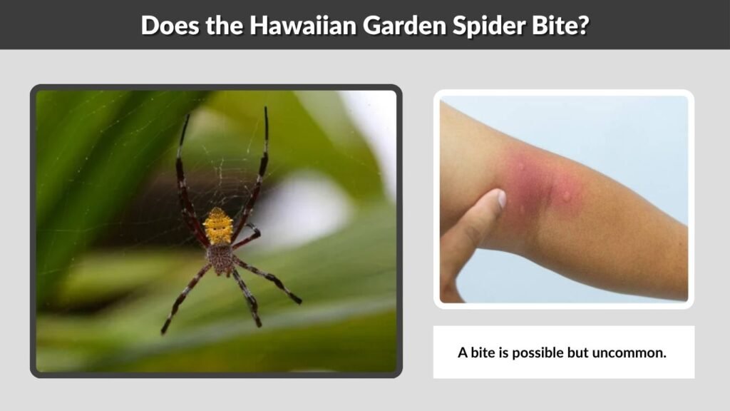 Does the Hawaiian Garden Spider Bite?