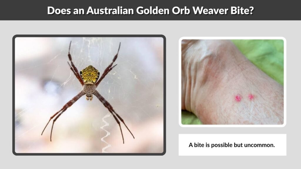Does an Australian Golden Orb Weaver Bite?