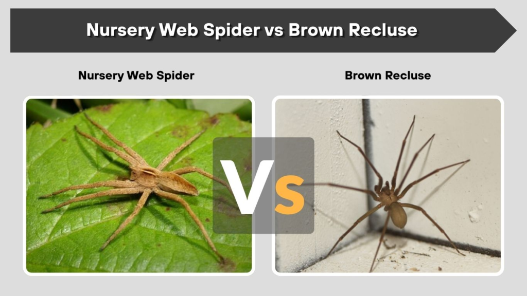 Nursery Web Spider vs Brown Recluse