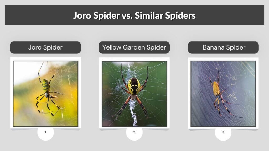 Joro Spider vs. Similar Spiders