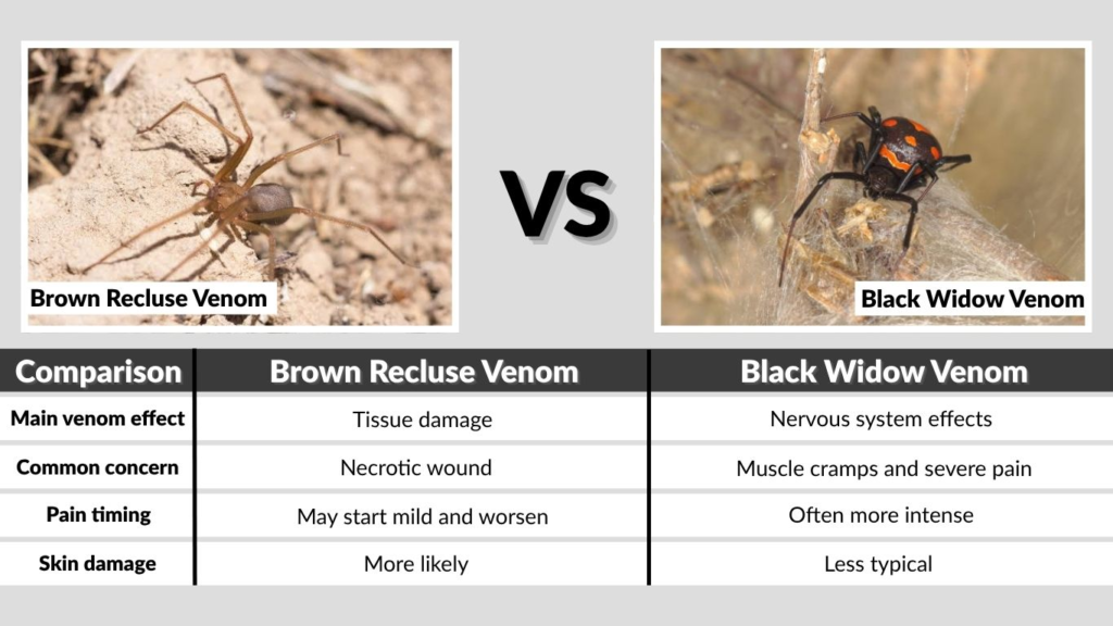 Brown Recluse Venom vs Black Widow Venom