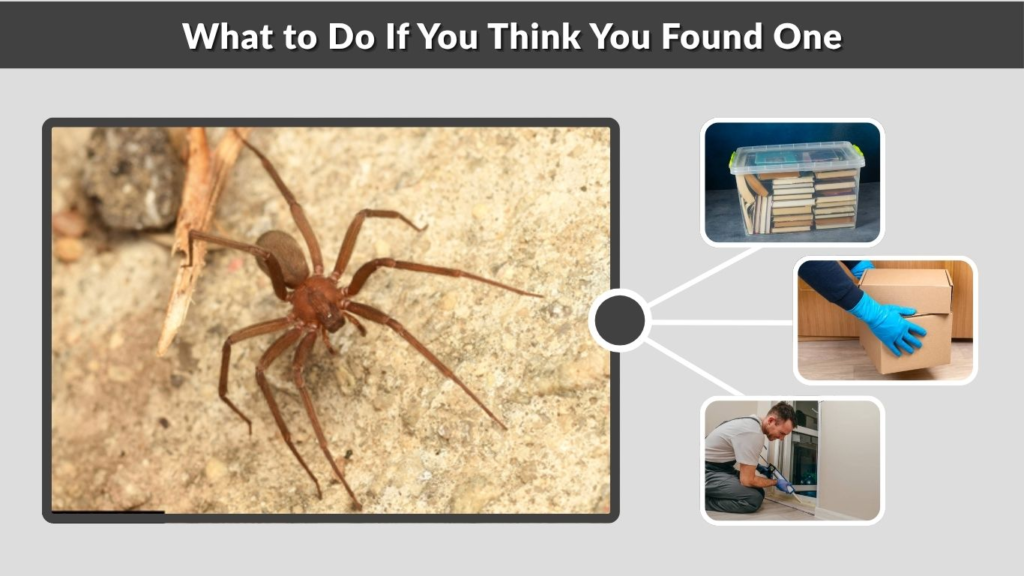 What to Do If You Think You Found One