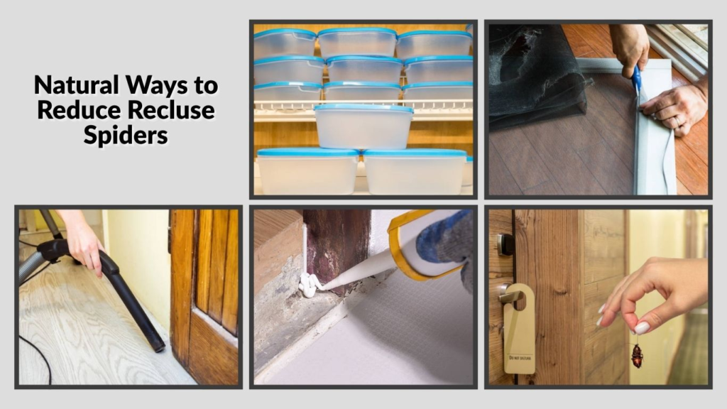 Natural Ways to Reduce Recluse Spiders