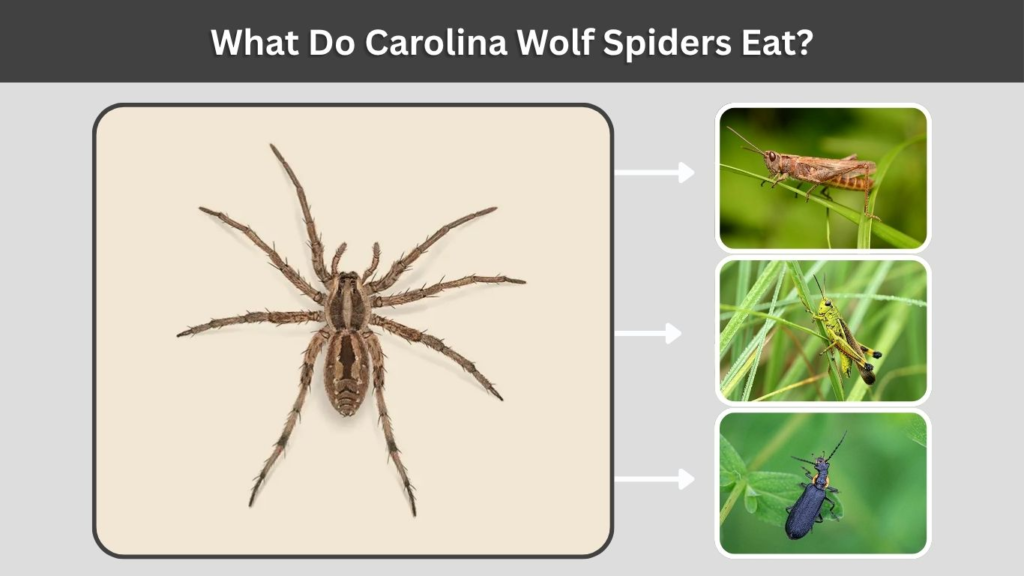 What Do Carolina Wolf Spiders Eat?