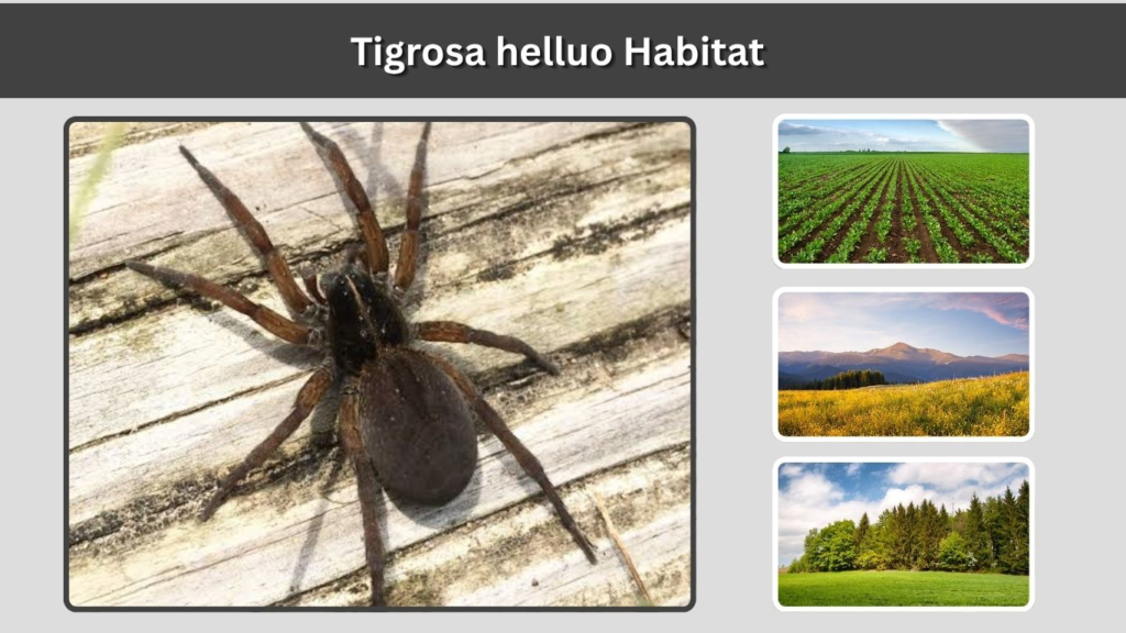 Tigrosa helluo Habitat