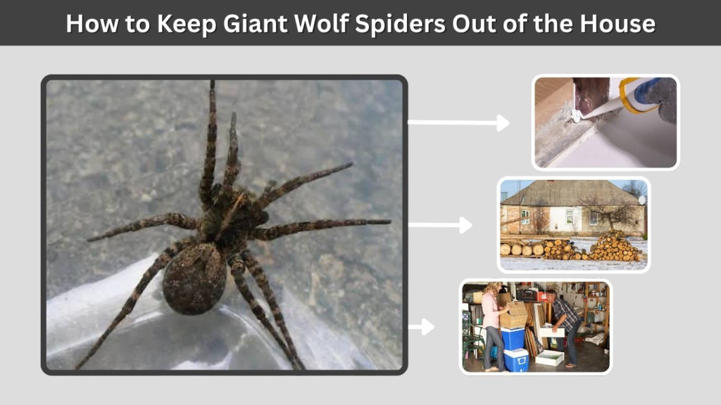 How to Keep Giant Wolf Spiders Out of the House
