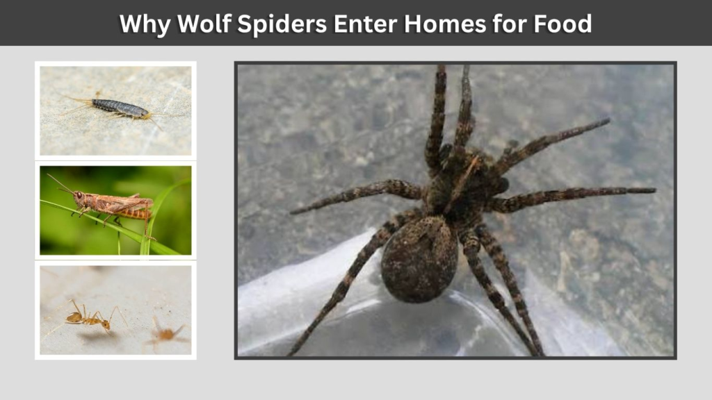 Why Wolf Spiders Enter Homes for Food