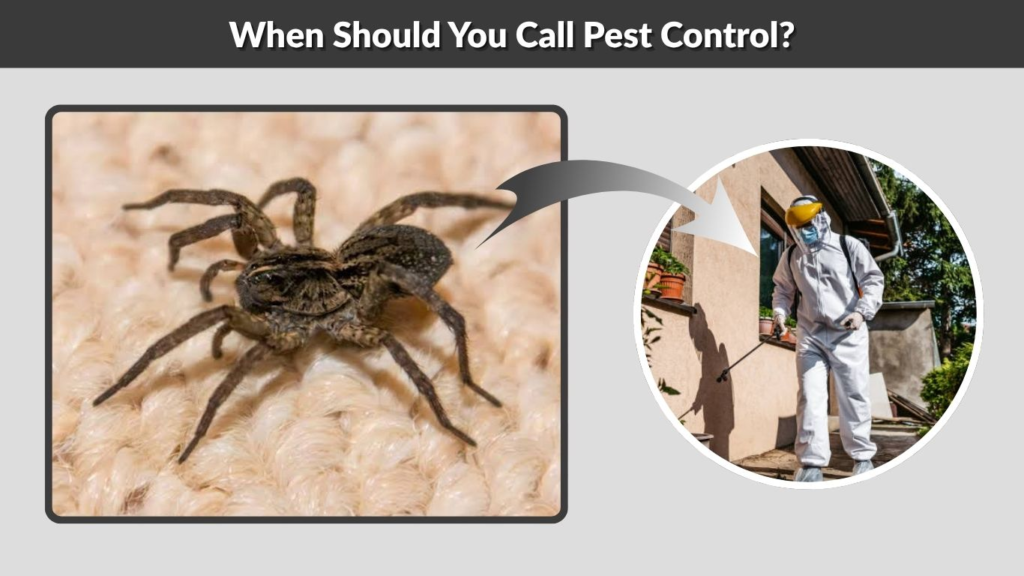 When Should You Call Pest Control?