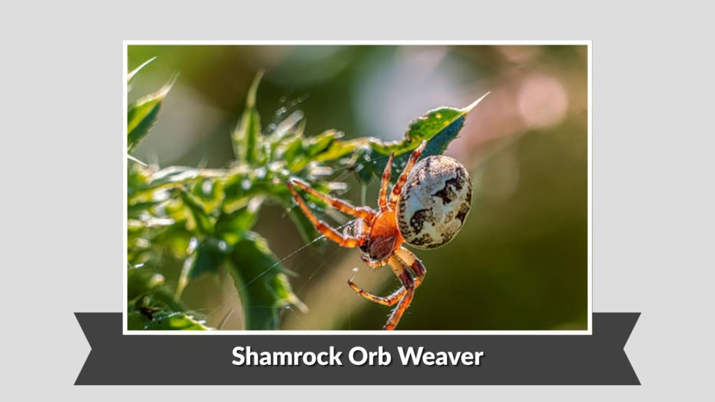 Shamrock Orb Weaver