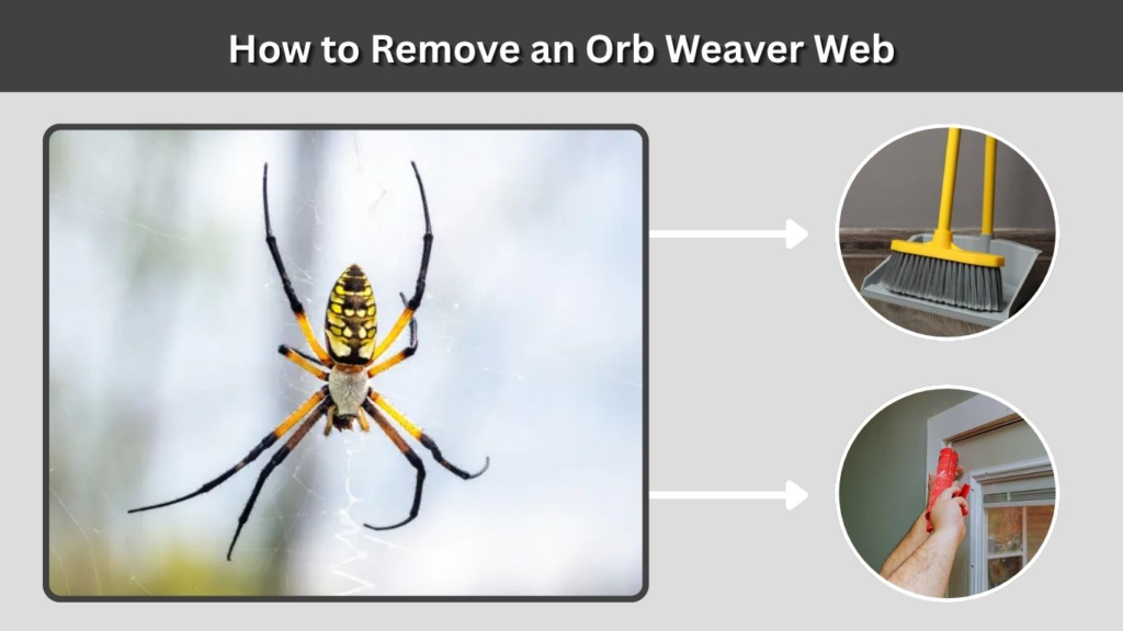 How to Remove an Orb Weaver Web