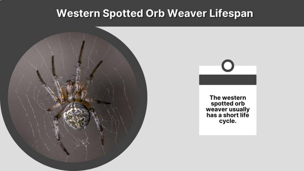 Western Spotted Orb Weaver Lifespan