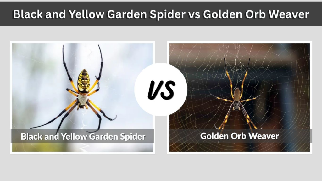 Black and Yellow Garden Spider vs Golden Orb Weaver