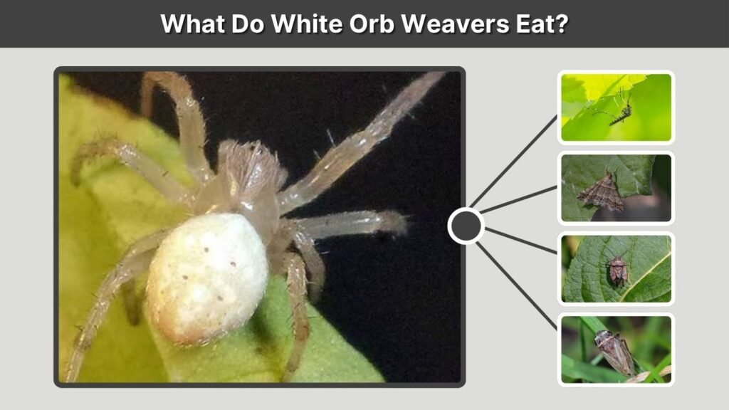 What Do White Orb Weavers Eat?