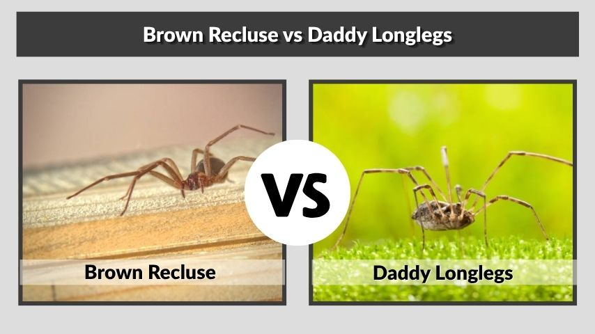 Brown Recluse vs Daddy Longlegs
