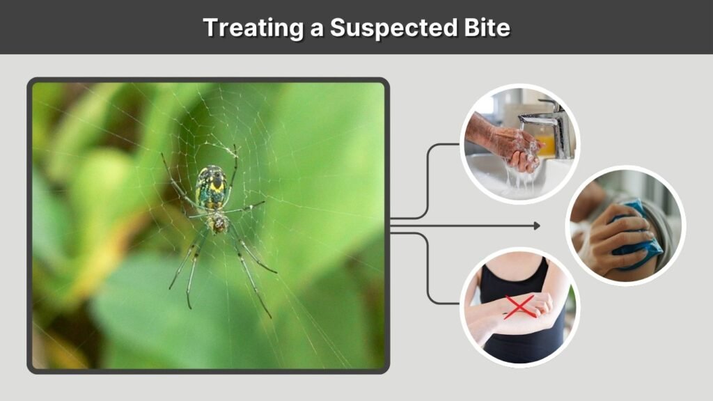 Treating a Suspected Bite