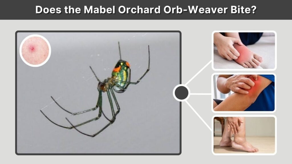Does the Mabel Orchard Orb-Weaver Bite?