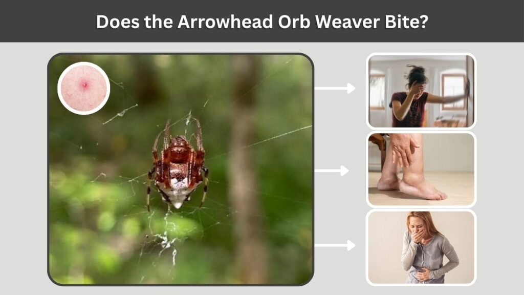 Does the Arrowhead Orb Weaver Bite?