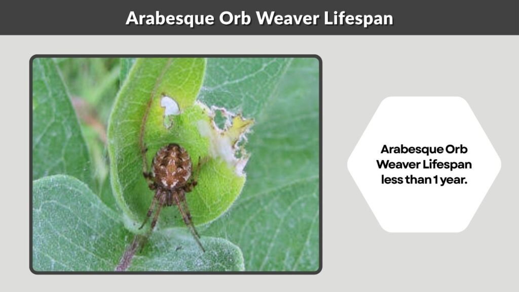 Arabesque Orb Weaver Lifespan