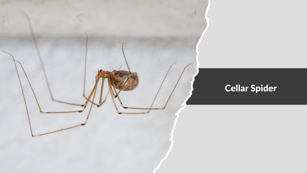 Cellar Spider