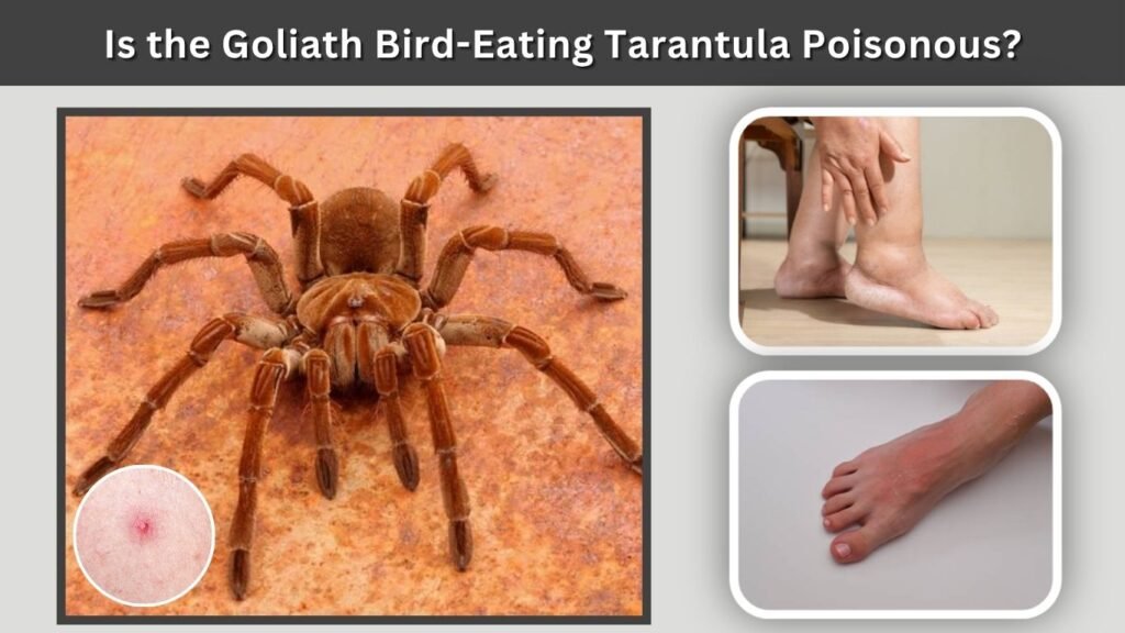 Is the Goliath Bird-Eating Tarantula Poisonous?