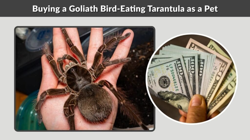 Buying a Goliath Bird-Eating Tarantula as a Pet