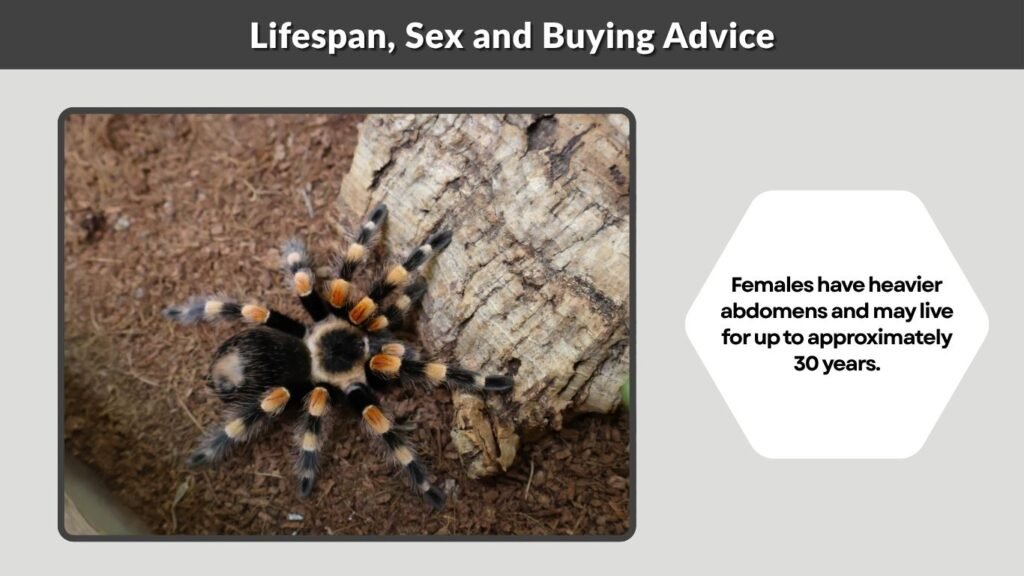Lifespan, Sex and Buying Advice