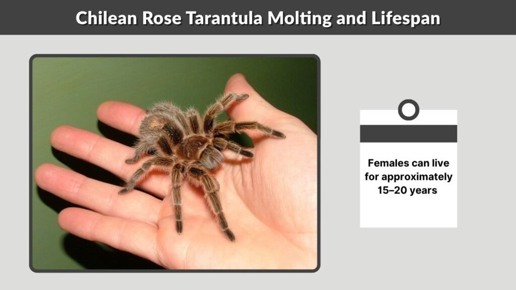 Chilean Rose Tarantula Molting and Lifespan