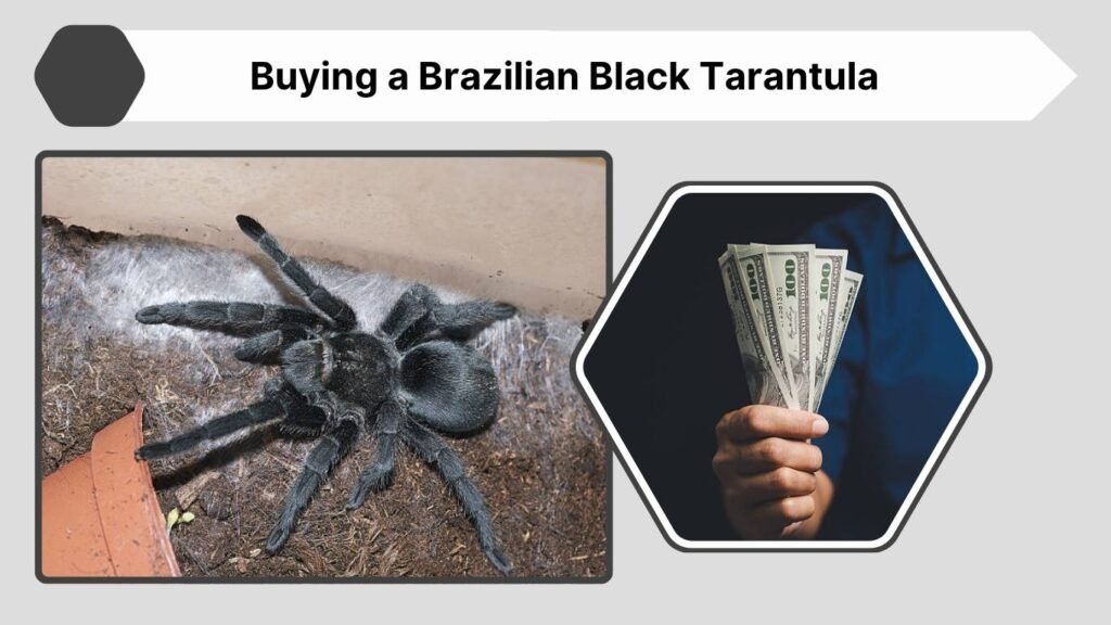 Buying a Brazilian Black Tarantula