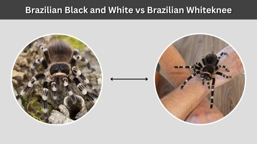 Brazilian Black and White vs Brazilian Whiteknee