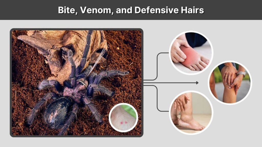 Bite, Venom, and Defensive Hairs