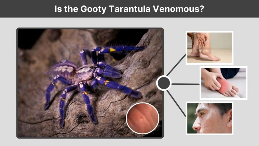 Is the Gooty Tarantula Venomous?