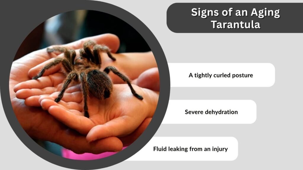 Signs of an Aging Tarantula
