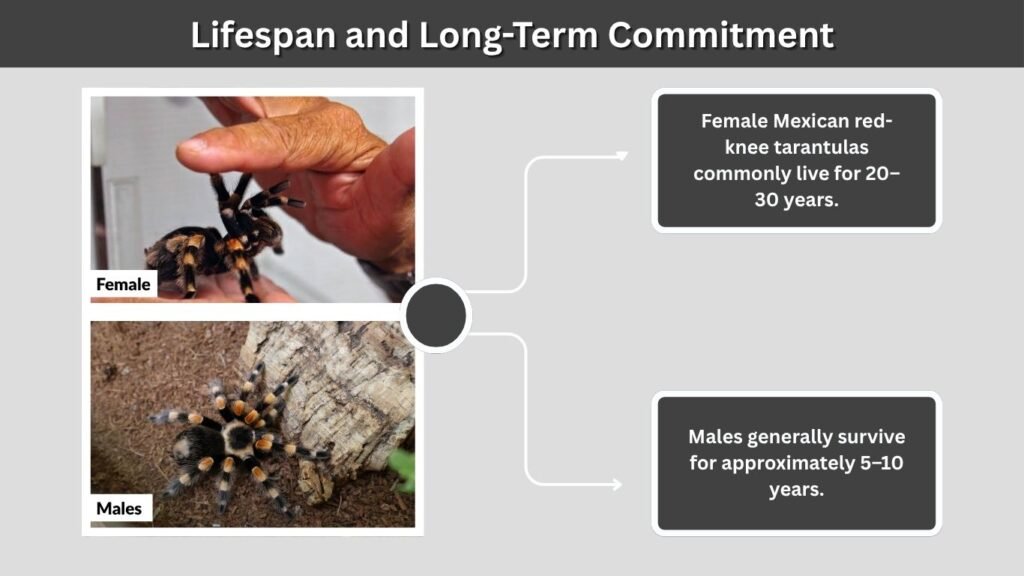 Lifespan and Long-Term Commitment
