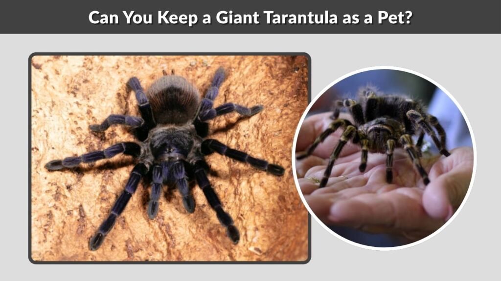 Can You Keep a Giant Tarantula as a Pet?