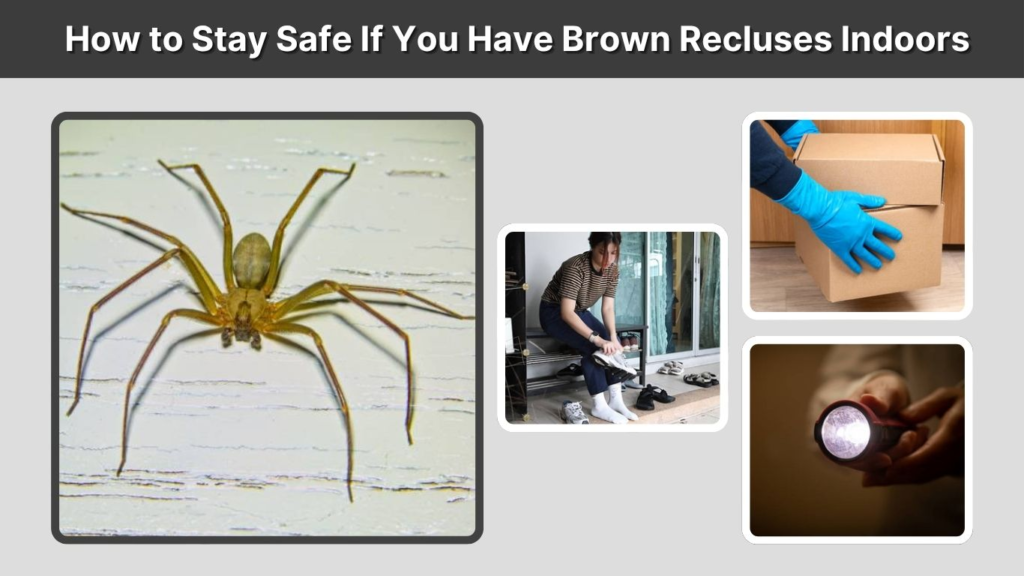 How to Stay Safe If You Have Brown Recluses Indoors