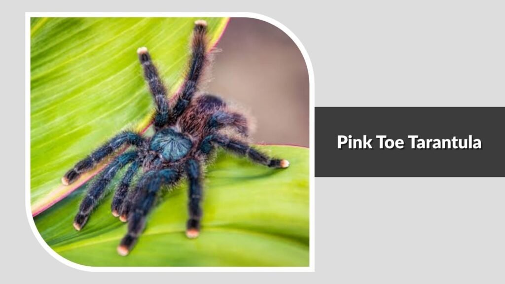 Pink Toe Tarantula