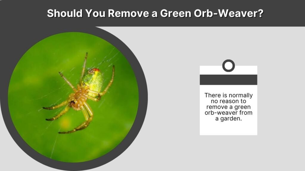Should You Remove a Green Orb-Weaver?
