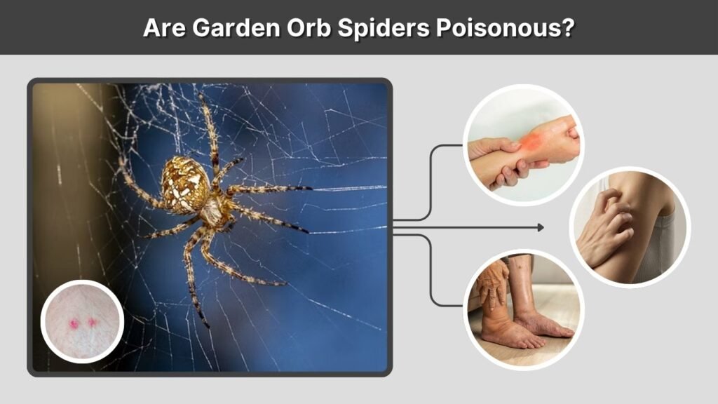 Are Garden Orb Spiders Poisonous?