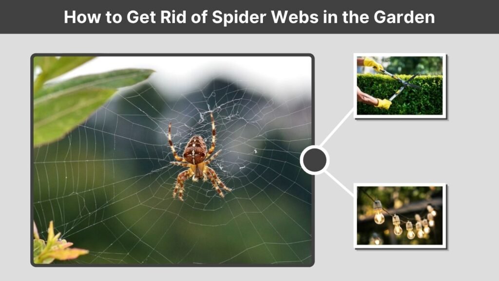 How to Get Rid of Spider Webs in the Garden