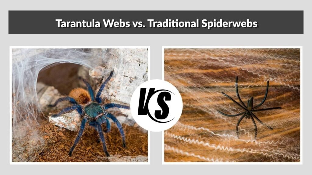 Tarantula Webs vs. Traditional Spiderwebs
