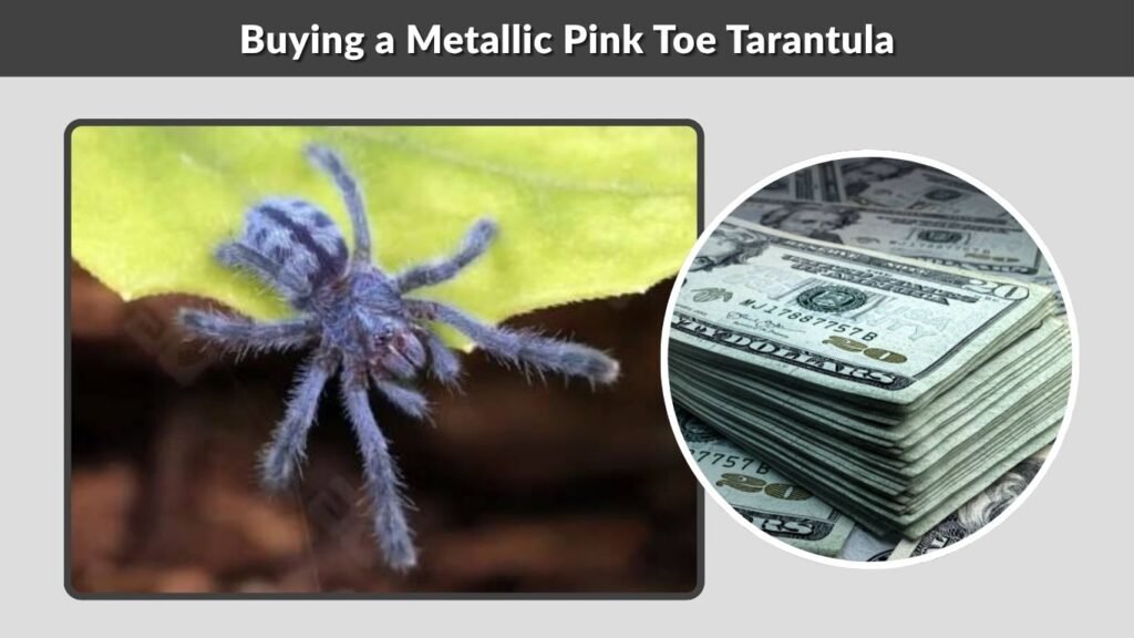 Buying a Metallic Pink Toe Tarantula