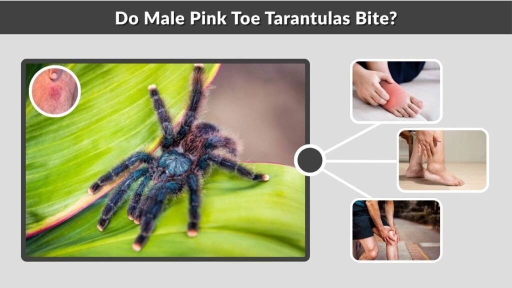 Do Male Pink Toe Tarantulas Bite?