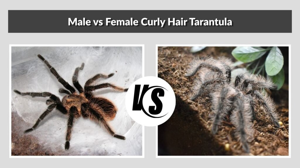 Male vs Female Curly Hair Tarantula