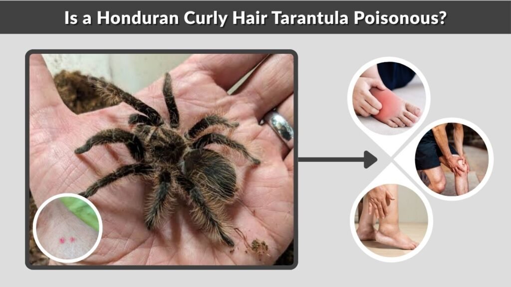 Is a Honduran Curly Hair Tarantula Poisonous?
