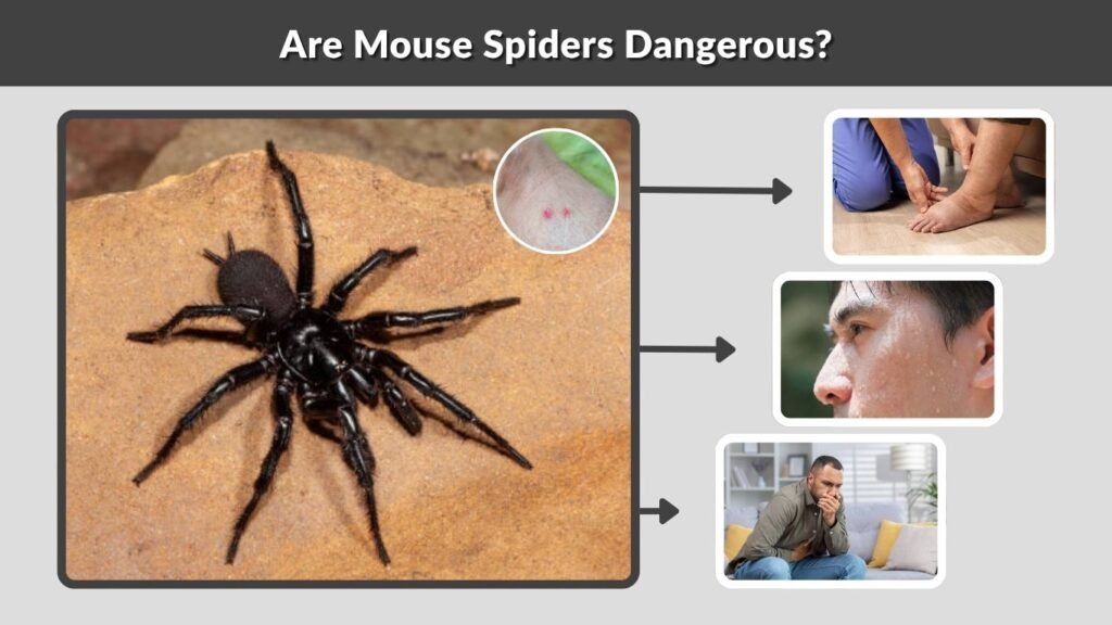 Are Mouse Spiders Dangerous?