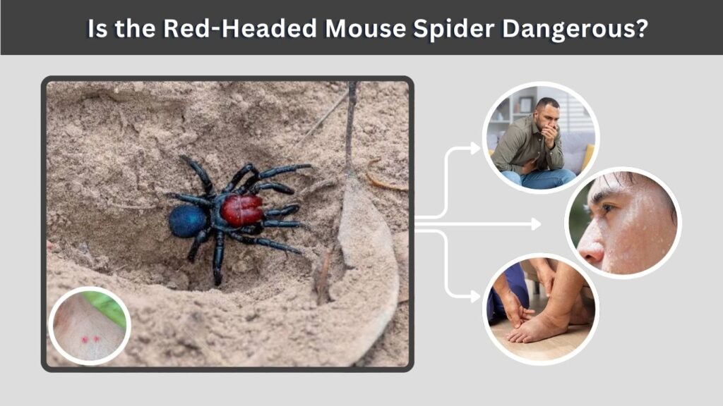 Is the Red-Headed Mouse Spider Dangerous?