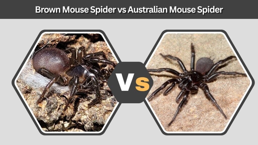 Brown Mouse Spider vs Australian Mouse Spider