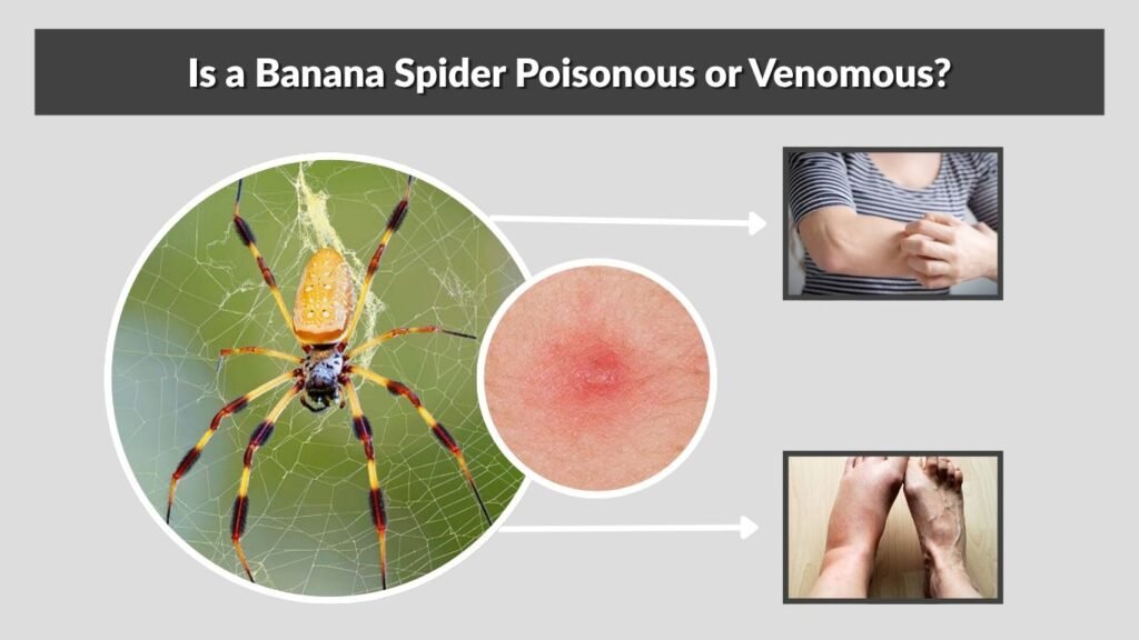 Is a Banana Spider Poisonous or Venomous?
