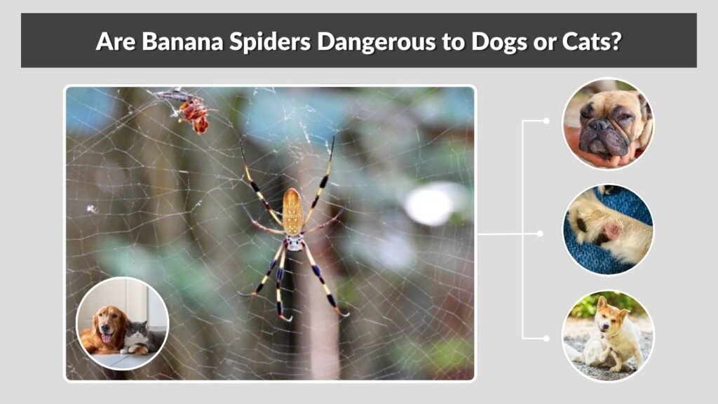 Are Banana Spiders Dangerous to Dogs or Cats?