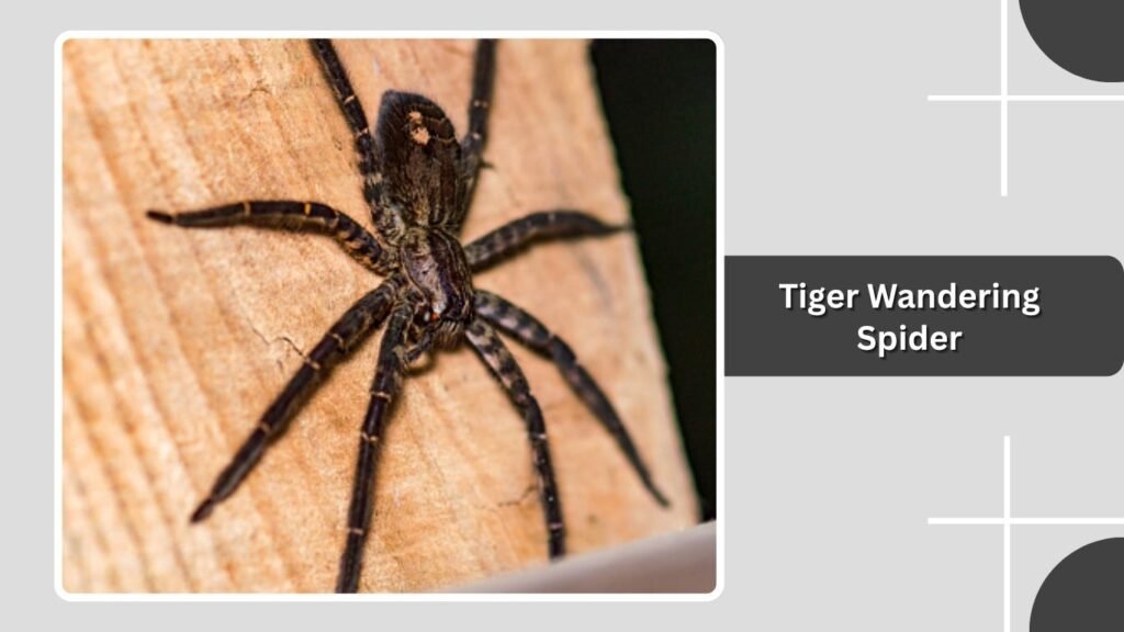 Tiger Wandering Spider
